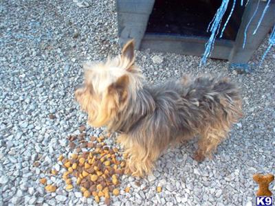 Dogs for Sale in TN